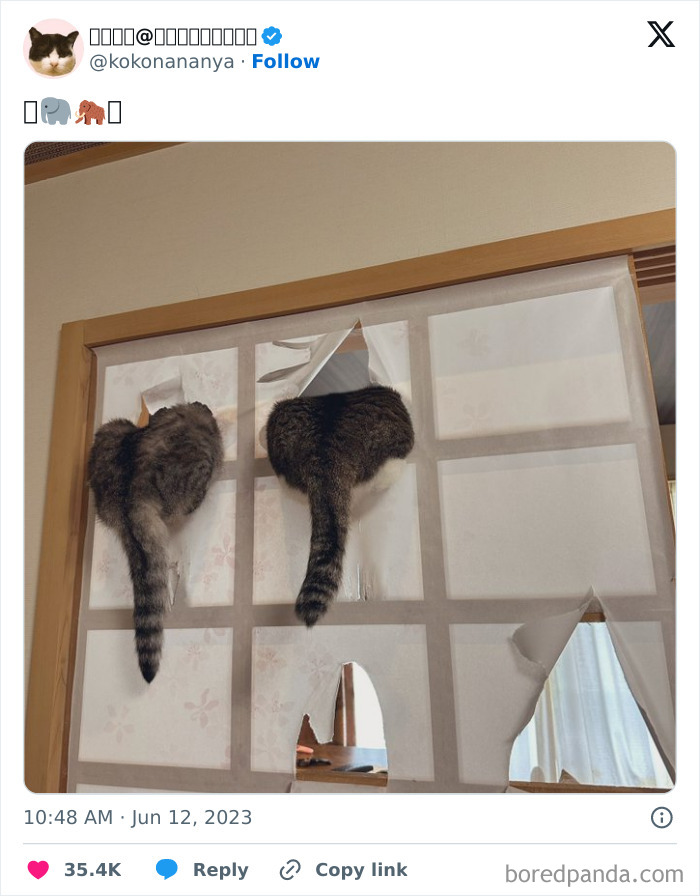 “Cats Who Share One Braincell”: 50 Cats That Don’t Seem Very Smart (New Pics) “Cats Who Share One Braincell”: 50 Cats That Don’t Seem Very Smart (New Pics)