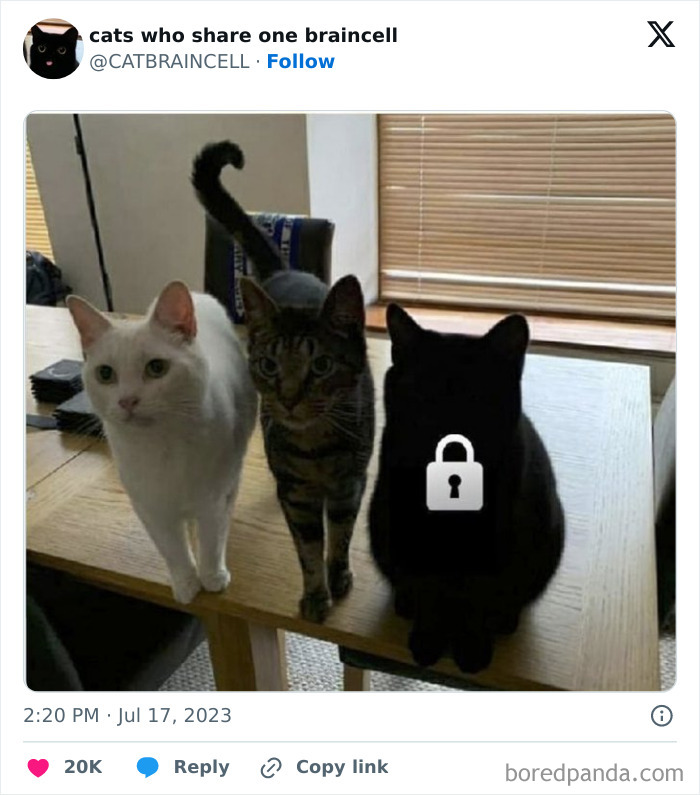 “Cats Who Share One Braincell”: 50 Cats That Don’t Seem Very Smart (New Pics) “Cats Who Share One Braincell”: 50 Cats That Don’t Seem Very Smart (New Pics)