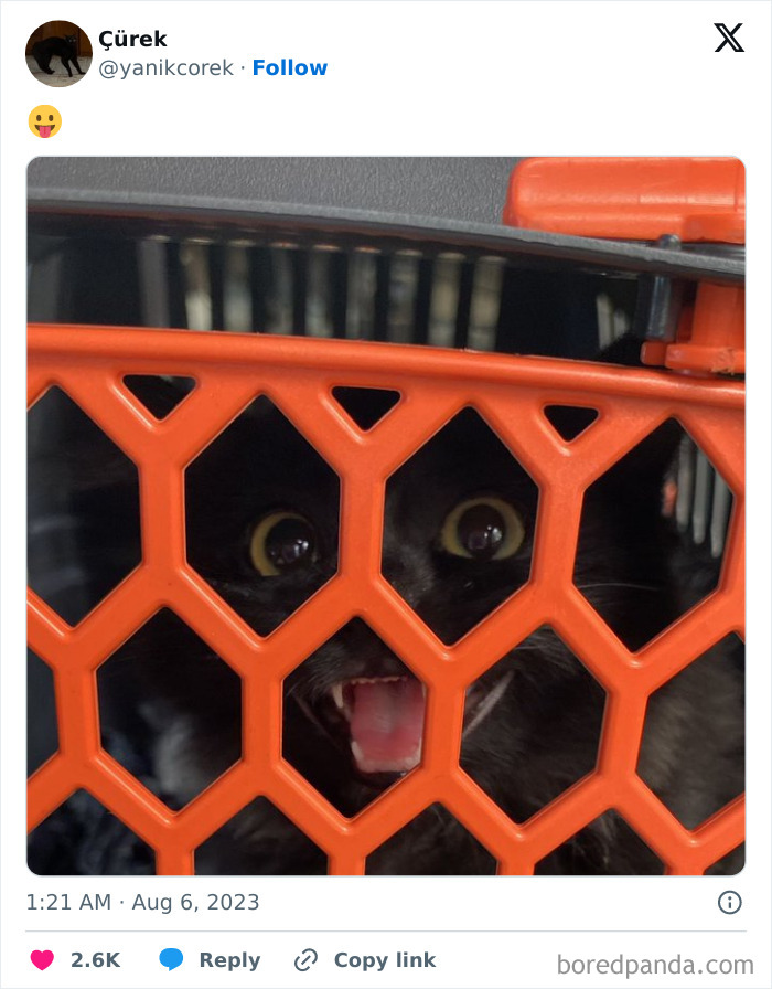 “Cats Who Share One Braincell”: 50 Cats That Don’t Seem Very Smart (New Pics) “Cats Who Share One Braincell”: 50 Cats That Don’t Seem Very Smart (New Pics)