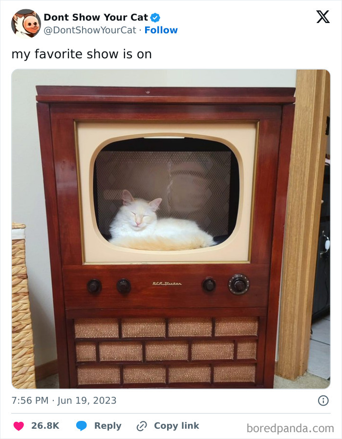 “Cats Who Share One Braincell”: 50 Cats That Don’t Seem Very Smart (New Pics) “Cats Who Share One Braincell”: 50 Cats That Don’t Seem Very Smart (New Pics)