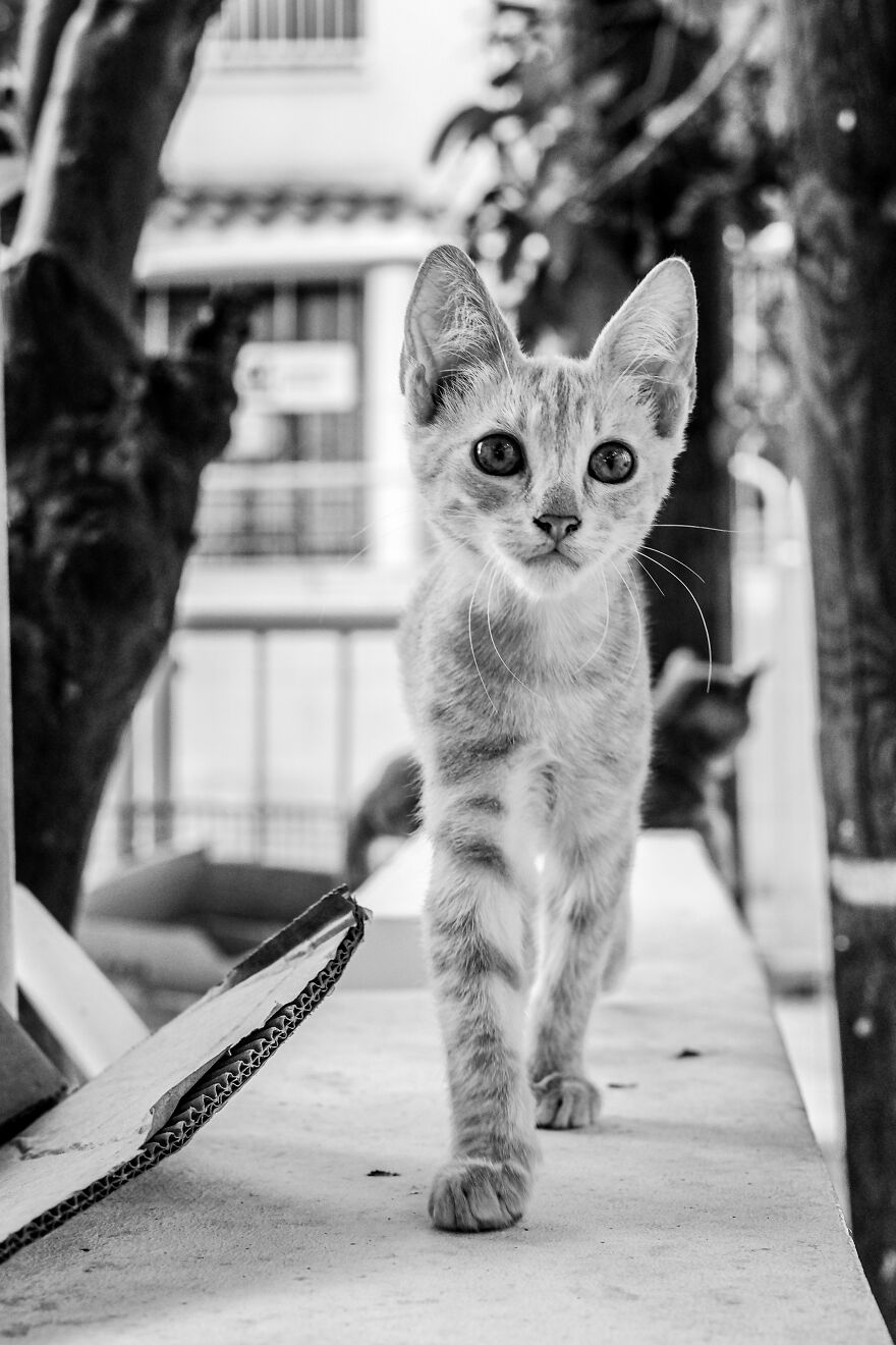 “I Take Pictures Of Stray Cats In Hopes To Touch Your Souls And Inspire You To Feed Your Local Cats” (14 New Pics) “I Take Pictures Of Stray Cats In Hopes To Touch Your Souls And Inspire You To Feed Your Local Cats” (14 New Pics)