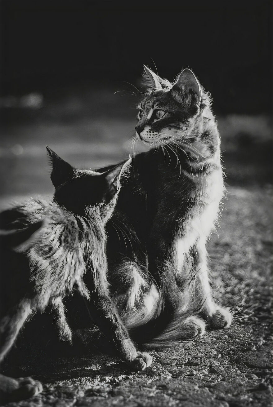 “I Take Pictures Of Stray Cats In Hopes To Touch Your Souls And Inspire You To Feed Your Local Cats” (14 New Pics) “I Take Pictures Of Stray Cats In Hopes To Touch Your Souls And Inspire You To Feed Your Local Cats” (14 New Pics)