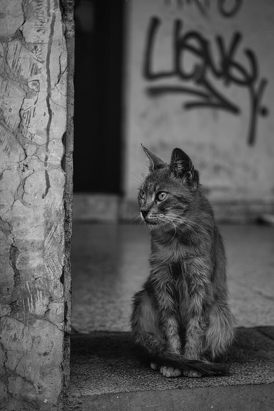“I Take Pictures Of Stray Cats In Hopes To Touch Your Souls And Inspire You To Feed Your Local Cats” (14 New Pics) “I Take Pictures Of Stray Cats In Hopes To Touch Your Souls And Inspire You To Feed Your Local Cats” (14 New Pics)