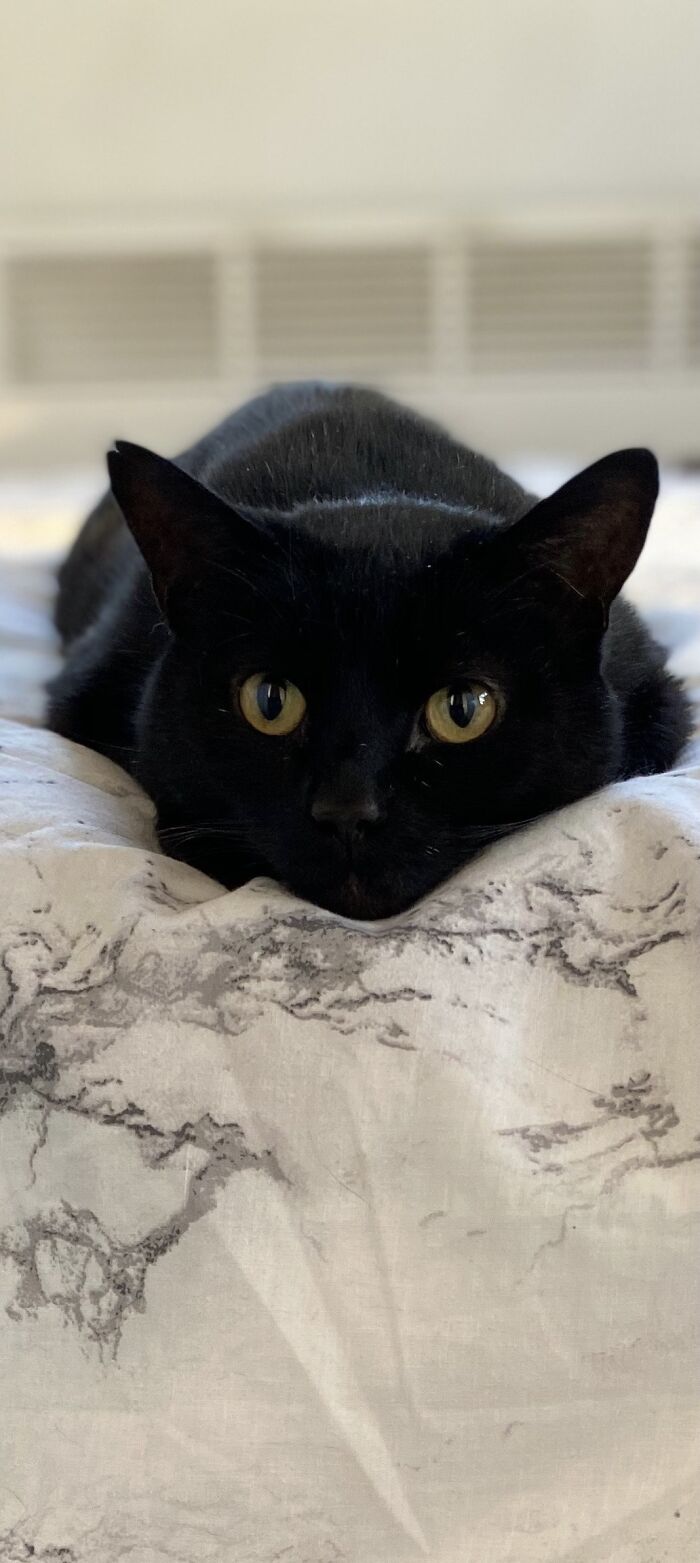 Hey Pandas, To Celebrate Black Cat Appreciation Day, Share Some Photos Of Your Feline Friends (Closed)