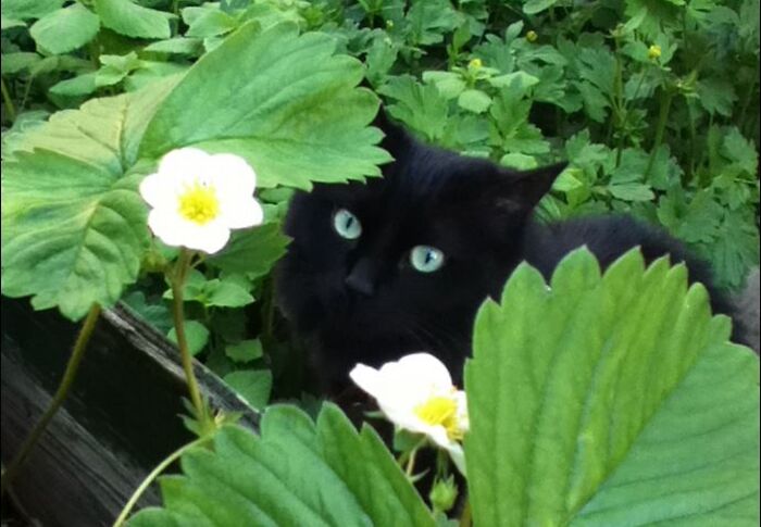 Hey Pandas, To Celebrate Black Cat Appreciation Day, Share Some Photos Of Your Feline Friends (Closed)
