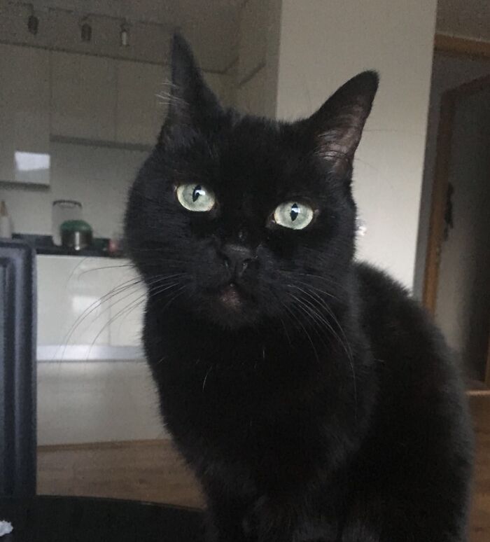 Hey Pandas, To Celebrate Black Cat Appreciation Day, Share Some Photos Of Your Feline Friends (Closed)