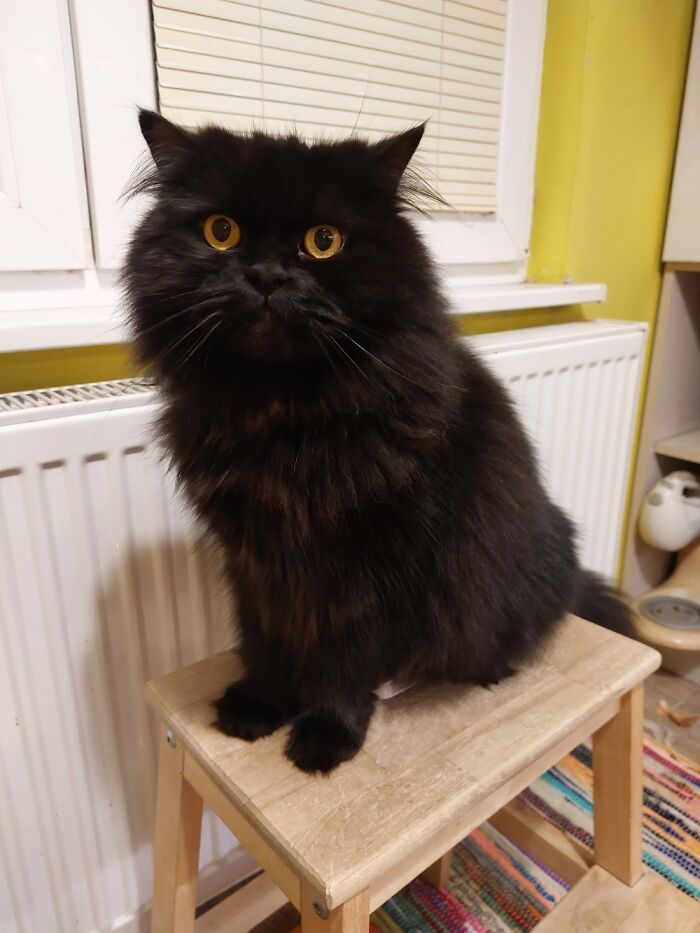 Hey Pandas, To Celebrate Black Cat Appreciation Day, Share Some Photos Of Your Feline Friends (Closed)