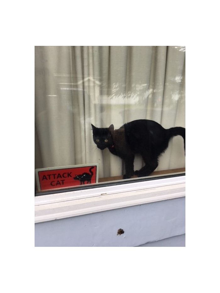 Hey Pandas, To Celebrate Black Cat Appreciation Day, Share Some Photos Of Your Feline Friends (Closed)