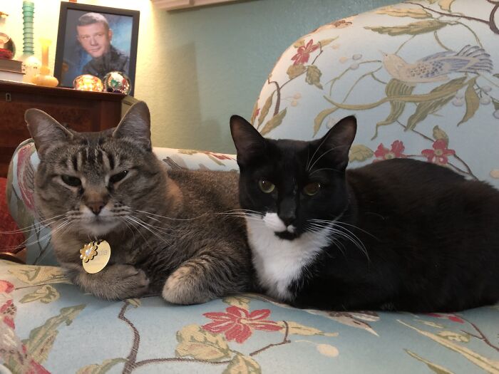 Hey Pandas, To Celebrate Black Cat Appreciation Day, Share Some Photos Of Your Feline Friends (Closed)