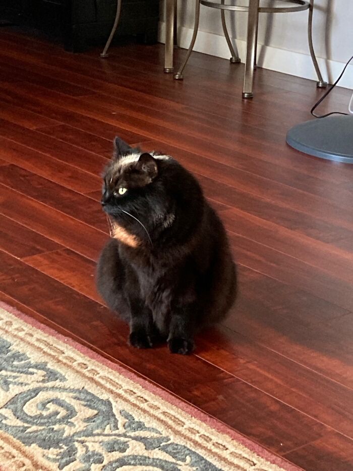 Hey Pandas, To Celebrate Black Cat Appreciation Day, Share Some Photos Of Your Feline Friends (Closed)