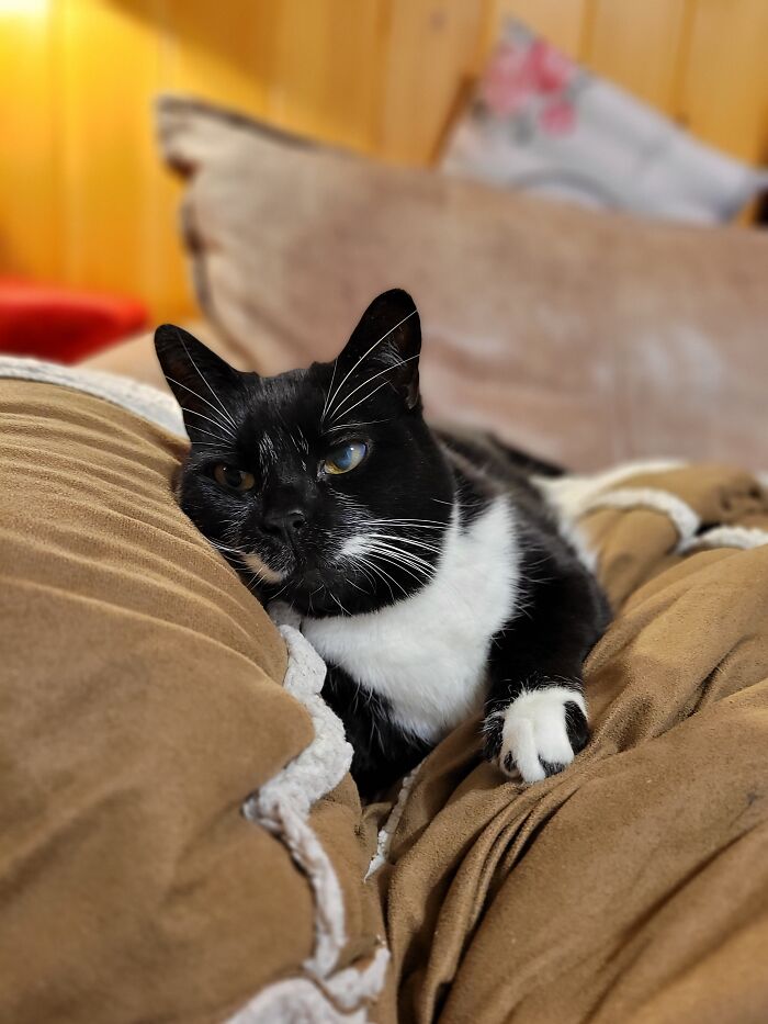 Hey Pandas, To Celebrate Black Cat Appreciation Day, Share Some Photos Of Your Feline Friends (Closed)