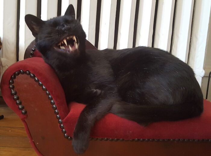 Hey Pandas, To Celebrate Black Cat Appreciation Day, Share Some Photos Of Your Feline Friends (Closed)