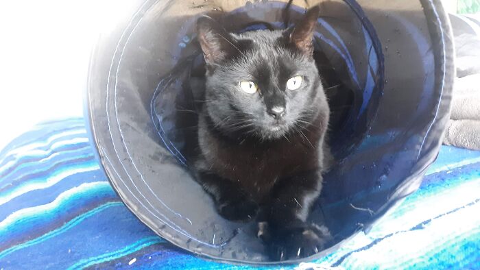 Hey Pandas, To Celebrate Black Cat Appreciation Day, Share Some Photos Of Your Feline Friends (Closed)