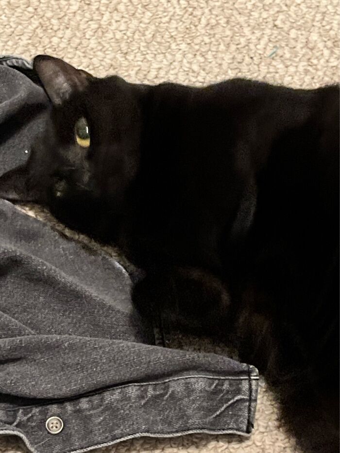 Hey Pandas, To Celebrate Black Cat Appreciation Day, Share Some Photos Of Your Feline Friends (Closed)