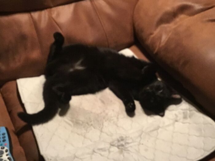 Hey Pandas, To Celebrate Black Cat Appreciation Day, Share Some Photos Of Your Feline Friends (Closed)