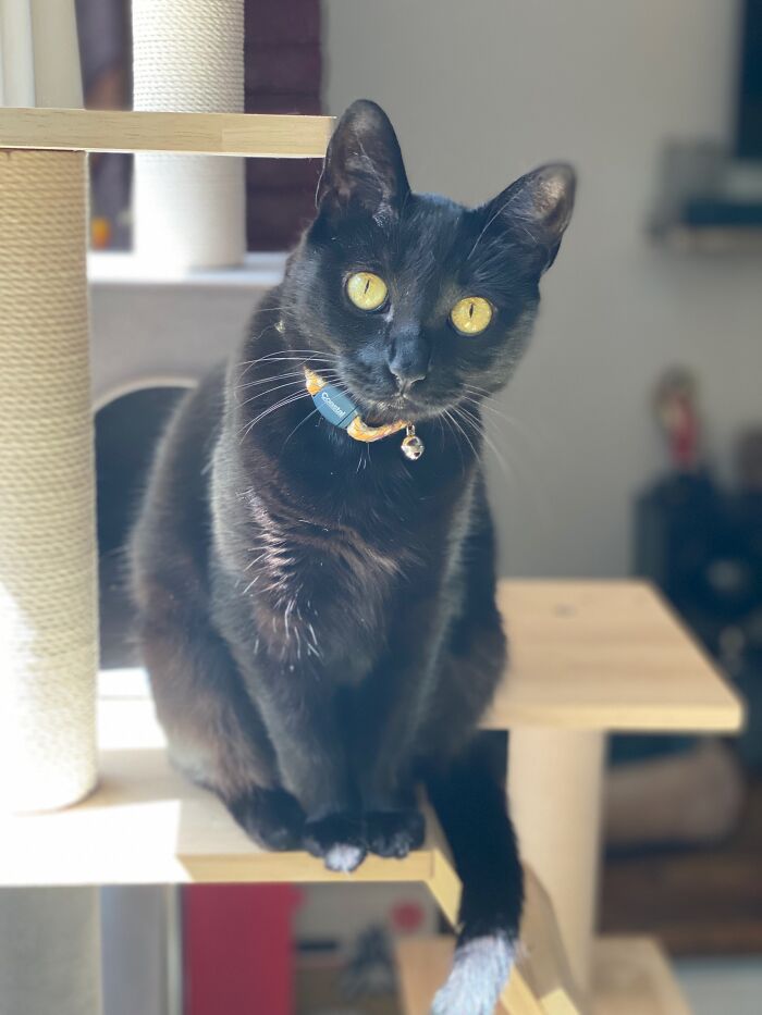 Hey Pandas, To Celebrate Black Cat Appreciation Day, Share Some Photos Of Your Feline Friends (Closed)