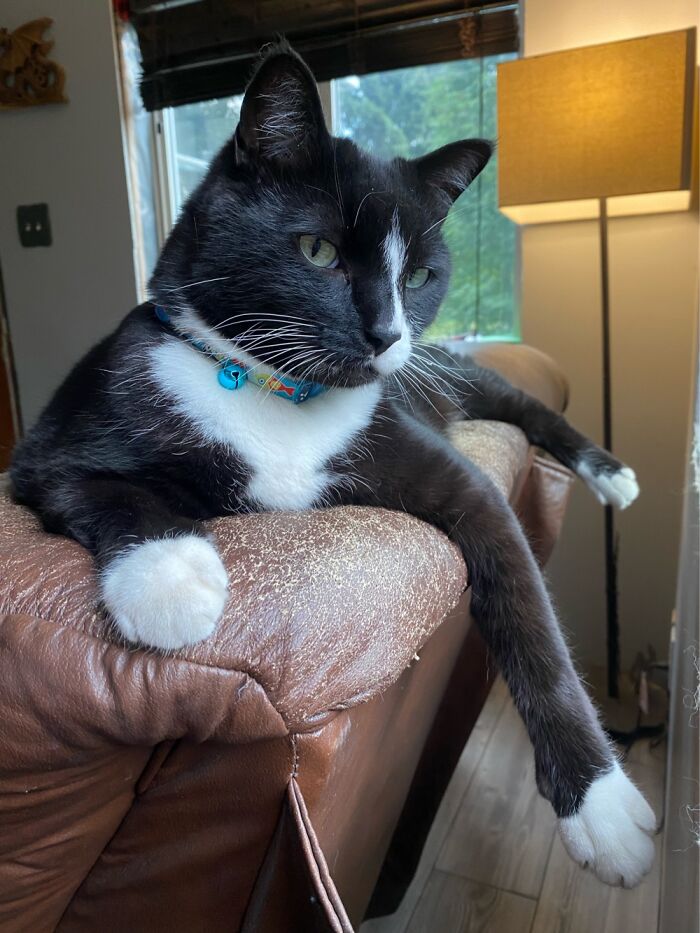 Hey Pandas, To Celebrate Black Cat Appreciation Day, Share Some Photos Of Your Feline Friends (Closed)