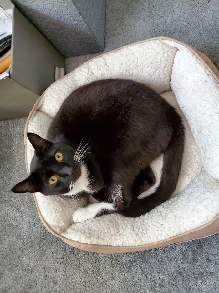 Hey Pandas, To Celebrate Black Cat Appreciation Day, Share Some Photos Of Your Feline Friends (Closed)