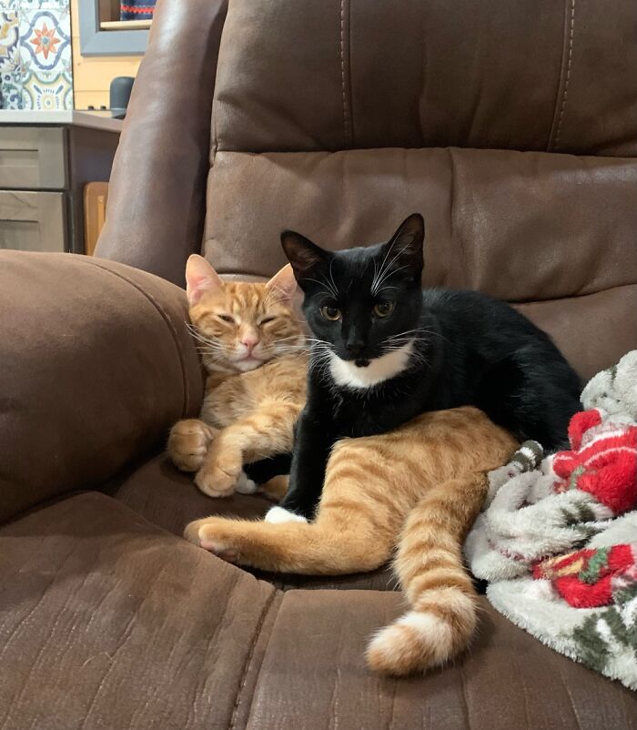 Hey Pandas, To Celebrate Black Cat Appreciation Day, Share Some Photos Of Your Feline Friends (Closed)