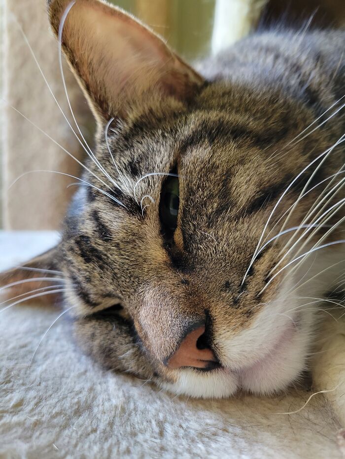 Hey Pandas, To Celebrate Black Cat Appreciation Day, Share Some Photos Of Your Feline Friends (Closed)