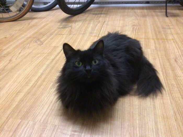 Hey Pandas, To Celebrate Black Cat Appreciation Day, Share Some Photos Of Your Feline Friends (Closed)