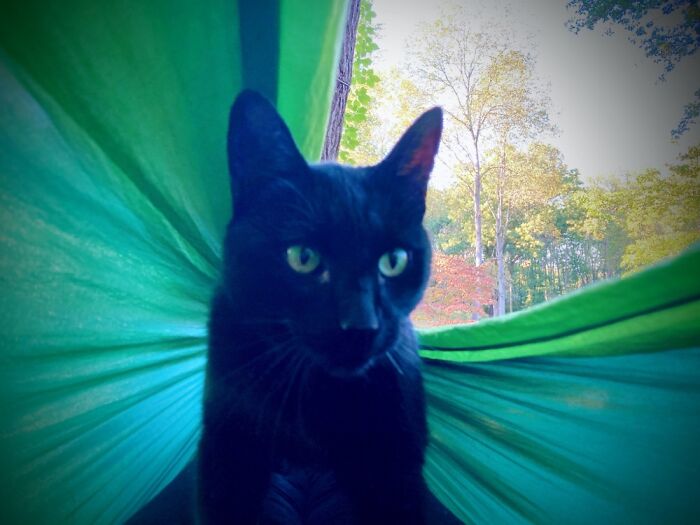 Hey Pandas, To Celebrate Black Cat Appreciation Day, Share Some Photos Of Your Feline Friends (Closed)