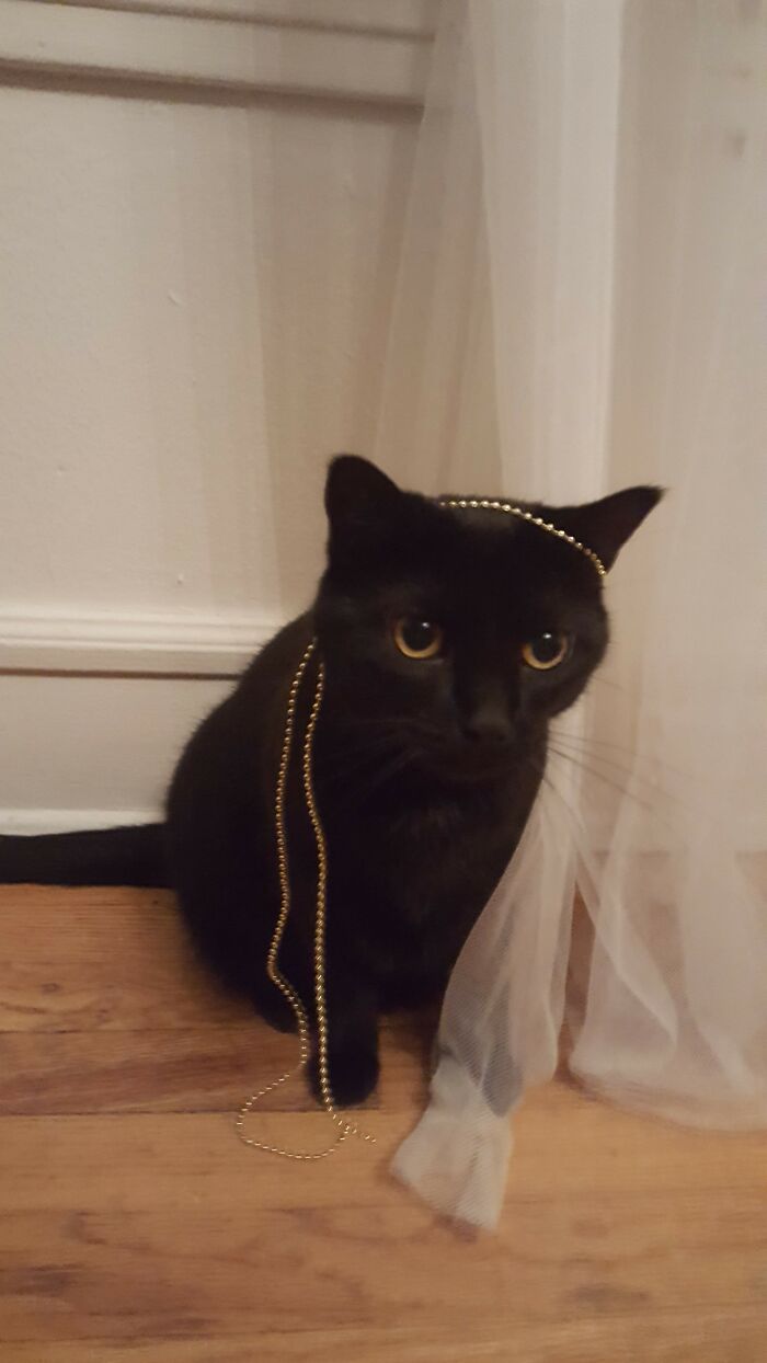 Hey Pandas, To Celebrate Black Cat Appreciation Day, Share Some Photos Of Your Feline Friends (Closed)