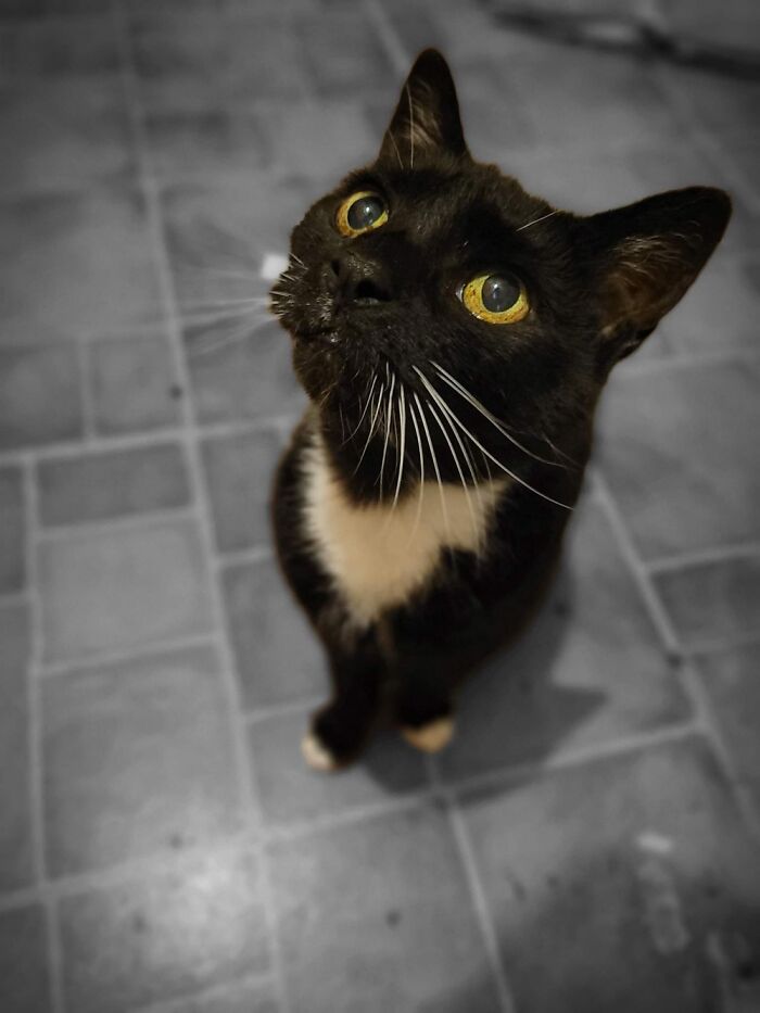 Hey Pandas, To Celebrate Black Cat Appreciation Day, Share Some Photos Of Your Feline Friends (Closed)