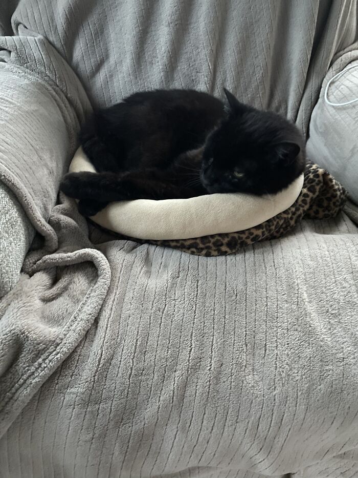 Hey Pandas, To Celebrate Black Cat Appreciation Day, Share Some Photos Of Your Feline Friends (Closed)