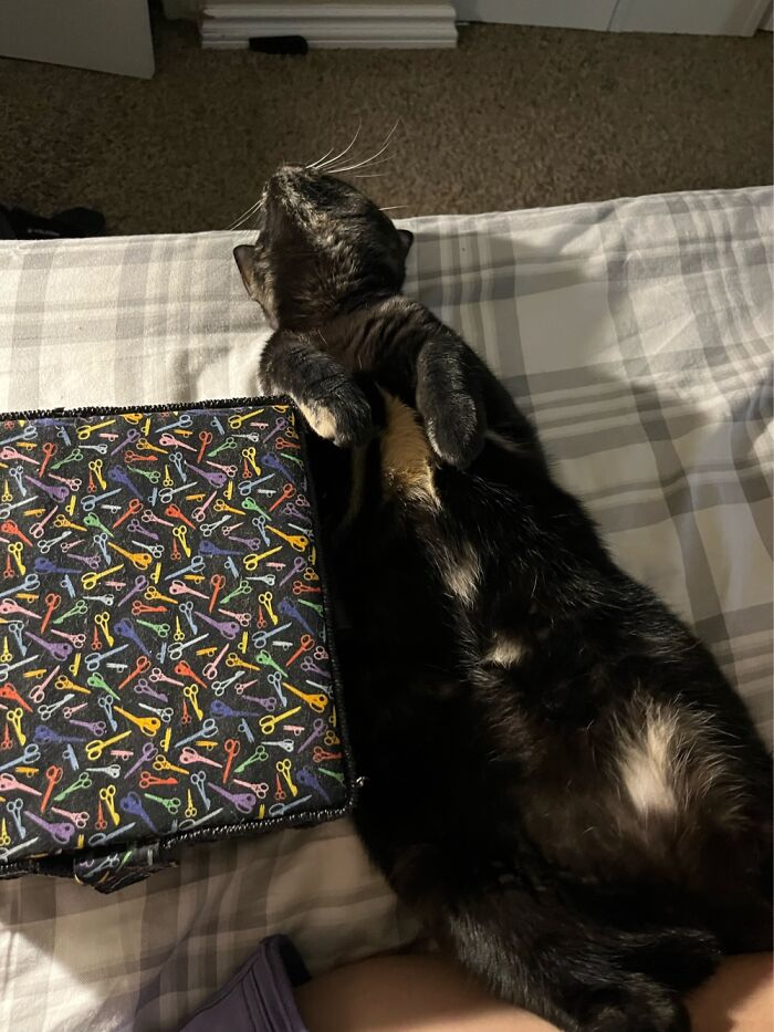 Hey Pandas, To Celebrate Black Cat Appreciation Day, Share Some Photos Of Your Feline Friends (Closed)