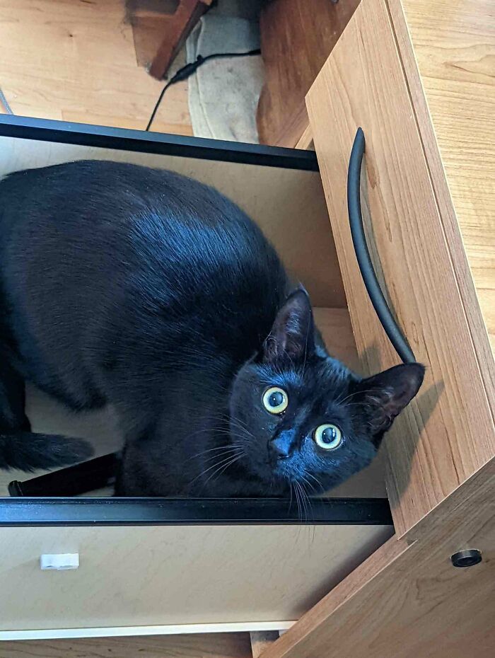 Hey Pandas, To Celebrate Black Cat Appreciation Day, Share Some Photos Of Your Feline Friends (Closed)