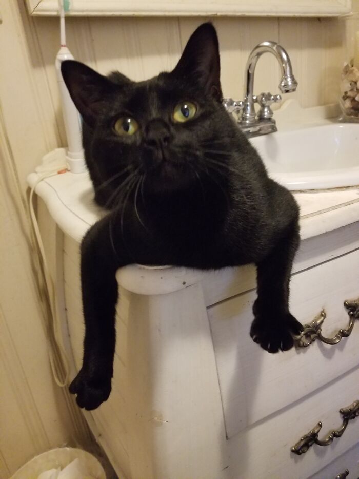 Hey Pandas, To Celebrate Black Cat Appreciation Day, Share Some Photos Of Your Feline Friends (Closed)