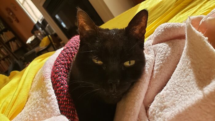 Hey Pandas, To Celebrate Black Cat Appreciation Day, Share Some Photos Of Your Feline Friends (Closed)