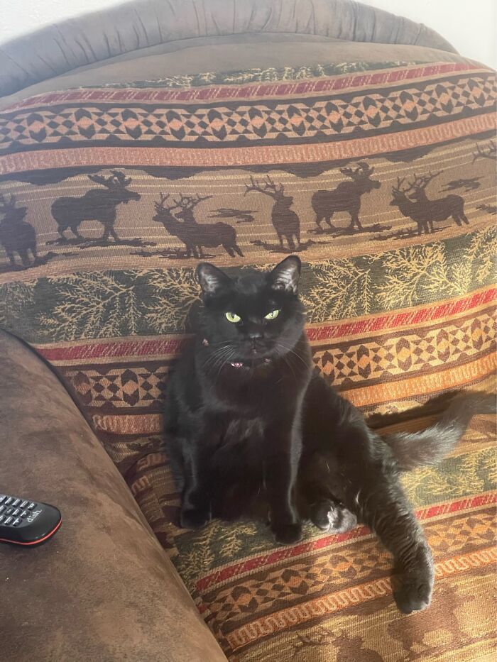 Hey Pandas, To Celebrate Black Cat Appreciation Day, Share Some Photos Of Your Feline Friends (Closed)