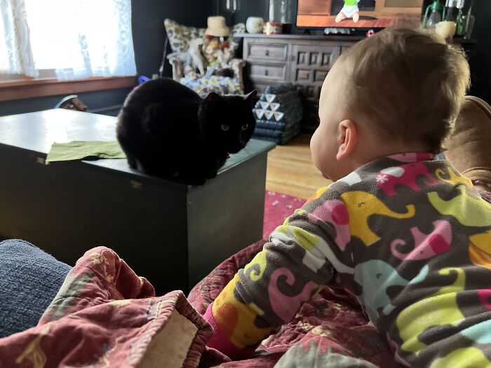 Hey Pandas, To Celebrate Black Cat Appreciation Day, Share Some Photos Of Your Feline Friends (Closed)