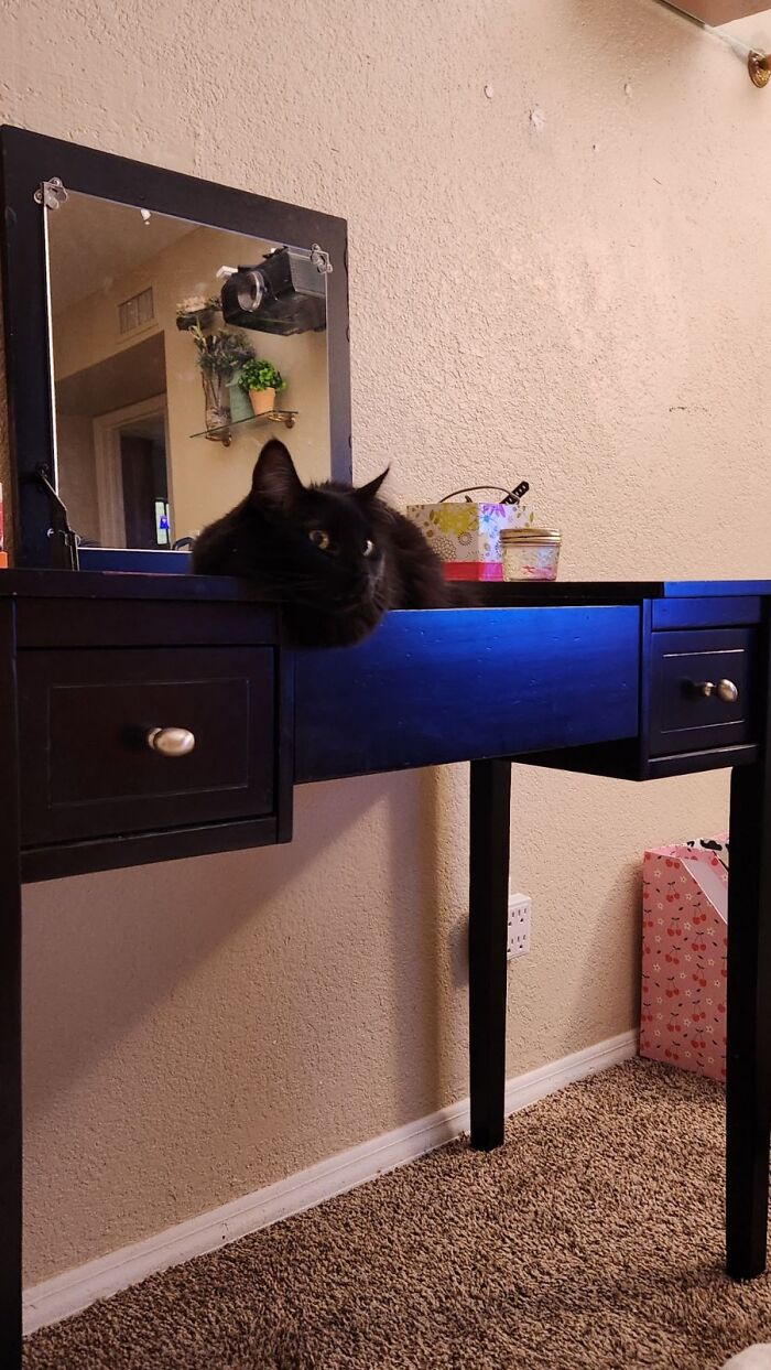 Hey Pandas, To Celebrate Black Cat Appreciation Day, Share Some Photos Of Your Feline Friends (Closed)