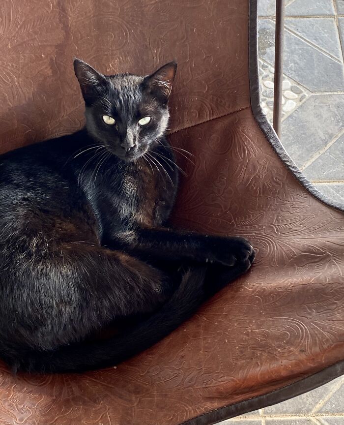 Hey Pandas, To Celebrate Black Cat Appreciation Day, Share Some Photos Of Your Feline Friends (Closed)