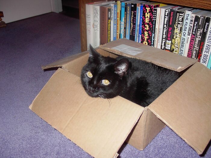 Hey Pandas, To Celebrate Black Cat Appreciation Day, Share Some Photos Of Your Feline Friends (Closed)