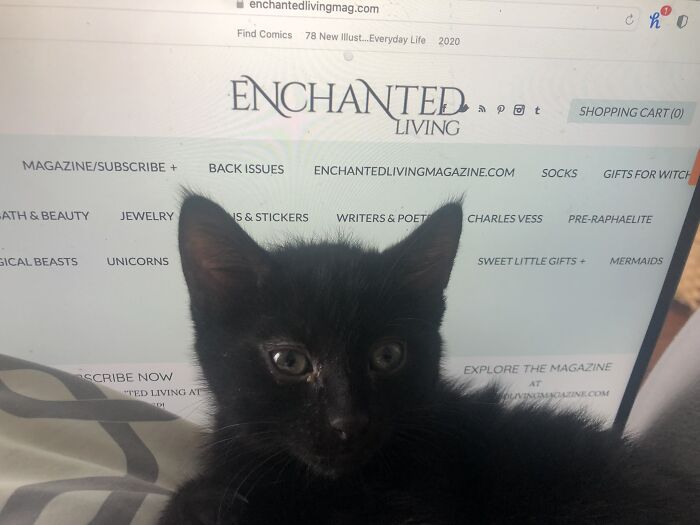 Hey Pandas, To Celebrate Black Cat Appreciation Day, Share Some Photos Of Your Feline Friends (Closed)