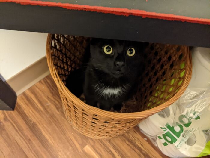 Hey Pandas, To Celebrate Black Cat Appreciation Day, Share Some Photos Of Your Feline Friends (Closed)