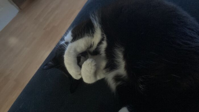 Hey Pandas, To Celebrate Black Cat Appreciation Day, Share Some Photos Of Your Feline Friends (Closed)