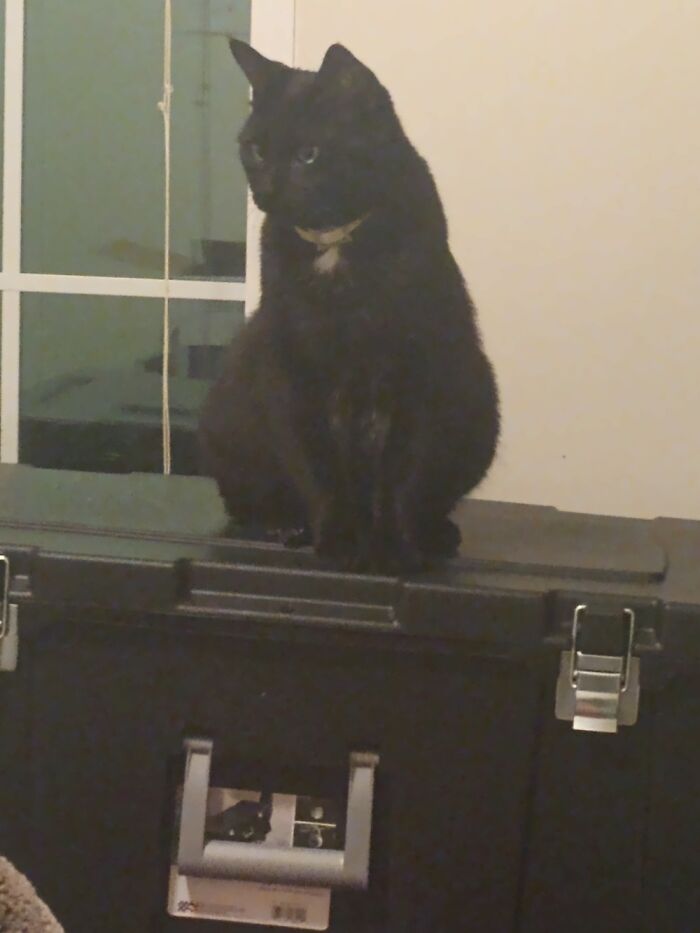 Hey Pandas, To Celebrate Black Cat Appreciation Day, Share Some Photos Of Your Feline Friends (Closed)