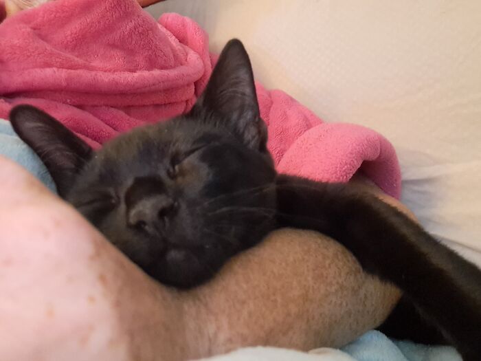 Hey Pandas, To Celebrate Black Cat Appreciation Day, Share Some Photos Of Your Feline Friends (Closed)