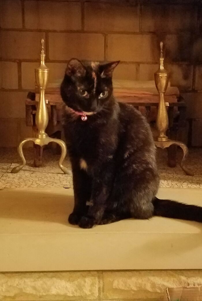 Hey Pandas, To Celebrate Black Cat Appreciation Day, Share Some Photos Of Your Feline Friends (Closed)