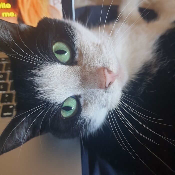 Hey Pandas, To Celebrate Black Cat Appreciation Day, Share Some Photos Of Your Feline Friends (Closed)