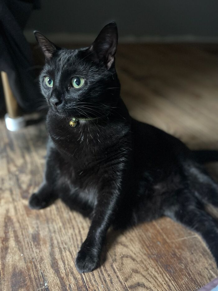 Hey Pandas, To Celebrate Black Cat Appreciation Day, Share Some Photos Of Your Feline Friends (Closed)