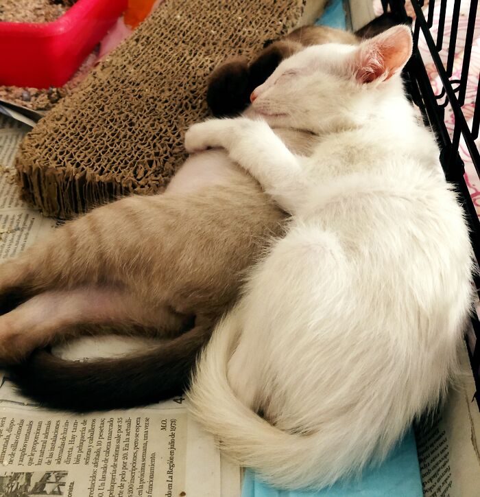 Hey Pandas, To Celebrate Black Cat Appreciation Day, Share Some Photos Of Your Feline Friends (Closed)