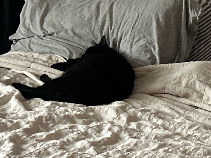 Hey Pandas, To Celebrate Black Cat Appreciation Day, Share Some Photos Of Your Feline Friends (Closed)