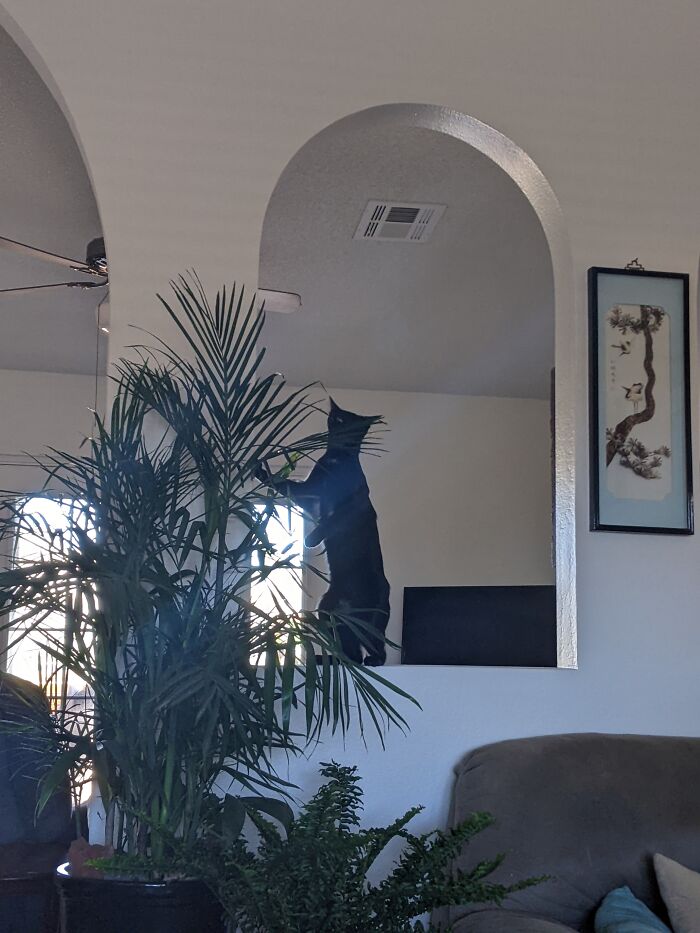 Hey Pandas, To Celebrate Black Cat Appreciation Day, Share Some Photos Of Your Feline Friends (Closed)