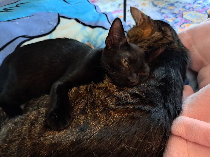 Hey Pandas, To Celebrate Black Cat Appreciation Day, Share Some Photos Of Your Feline Friends (Closed)